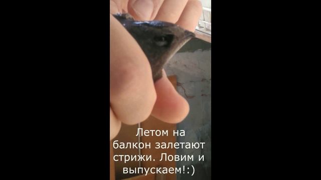Стриж