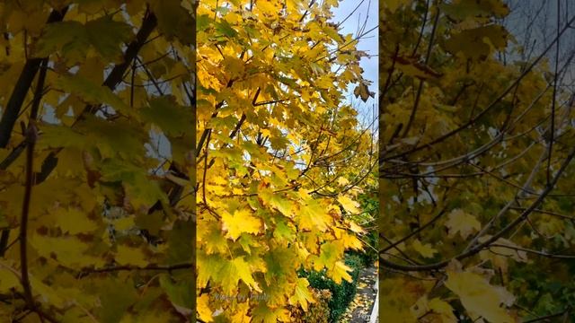 Осень. Автор Елена Василек. cover.