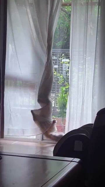 Коты, у которых произошли небольшие неприятности #shorts