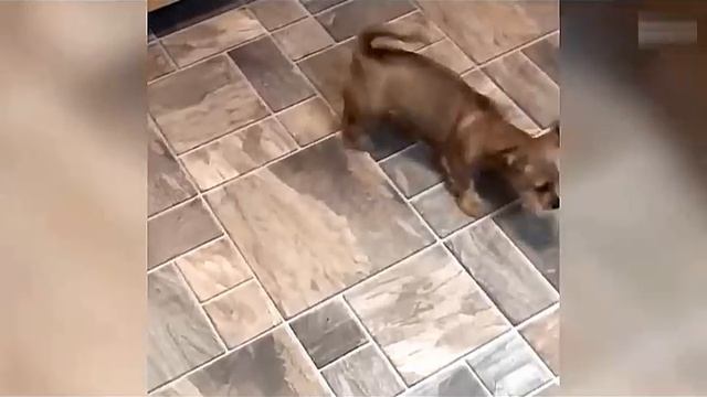Всячинки