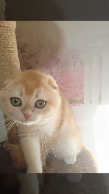 Куколка