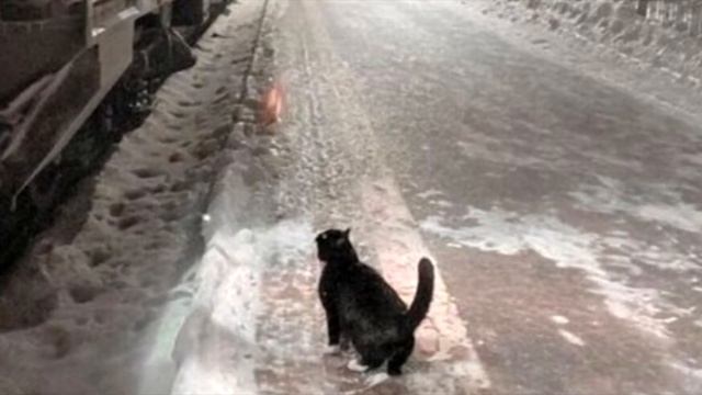 Каждый день, в одно и то же время, котик ждет на перроне поезд. История до слёз!