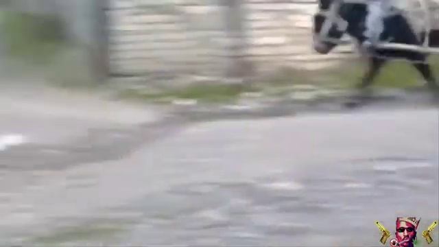Сельский дрифт с Ослом ПРИКОЛ