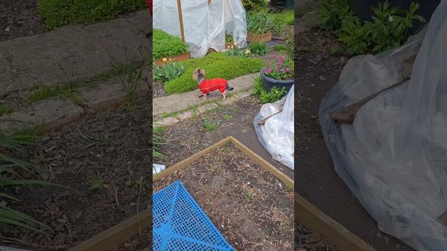Как защитить маленькие всходы от 🐶🐱