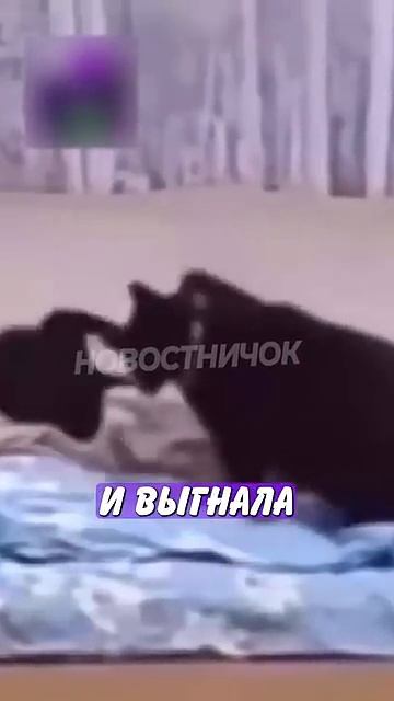 Новостничок (670)