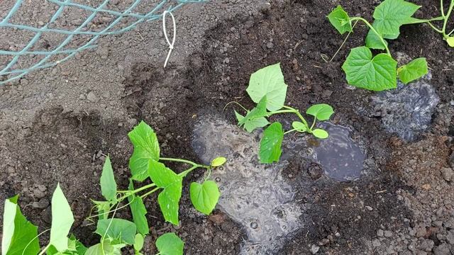 Работы в огороде  Сажаю огурцы и дыни .Что добавила в лунки