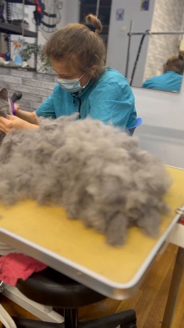 cat_grooming