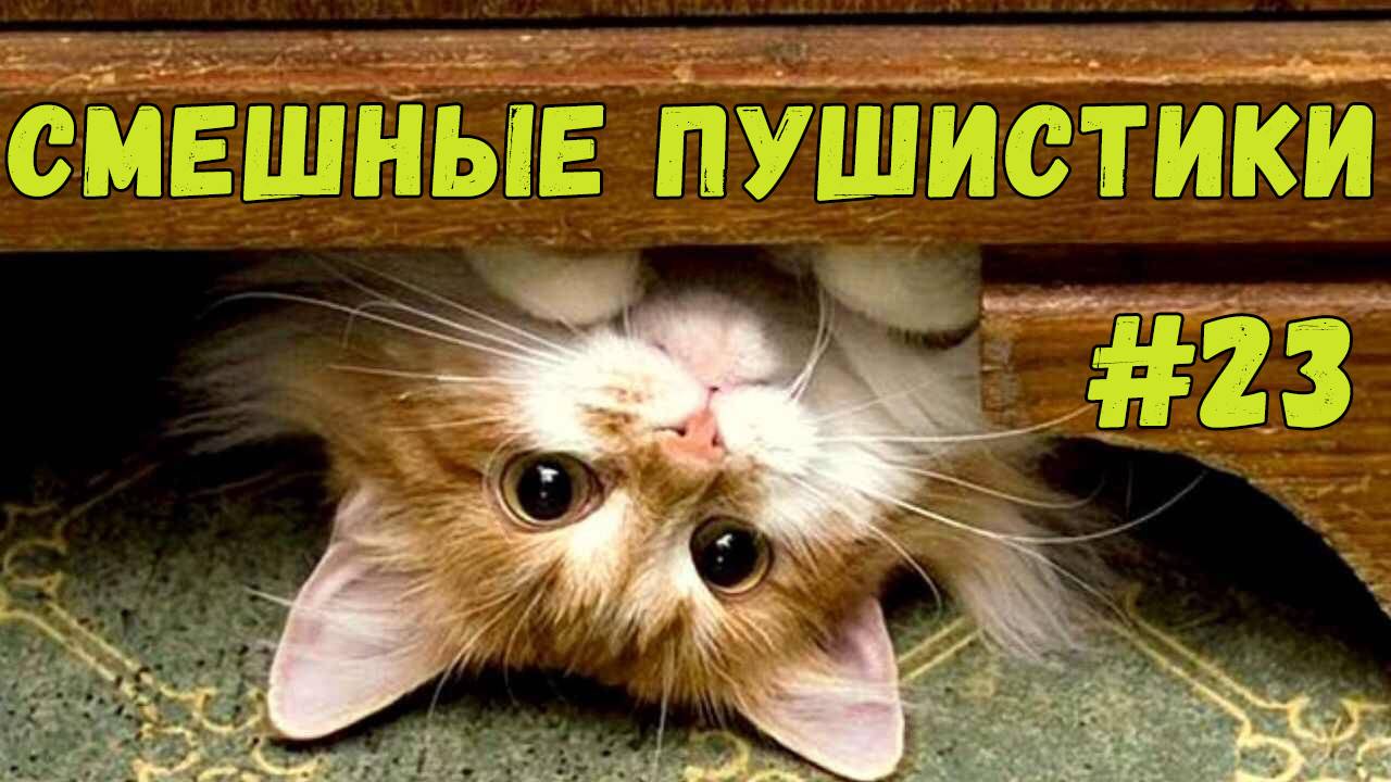 Я РЖАЛ ДО СЛЕЗ 😹 СМЕШНЫЕ КОШКИ И СОБАКИ  СМЕШНЫЕ ЖИВОТНЫЕ 2025 😹 ЛУЧШИЕ ПРИКОЛЫ #23