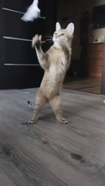1000151388.mp4
