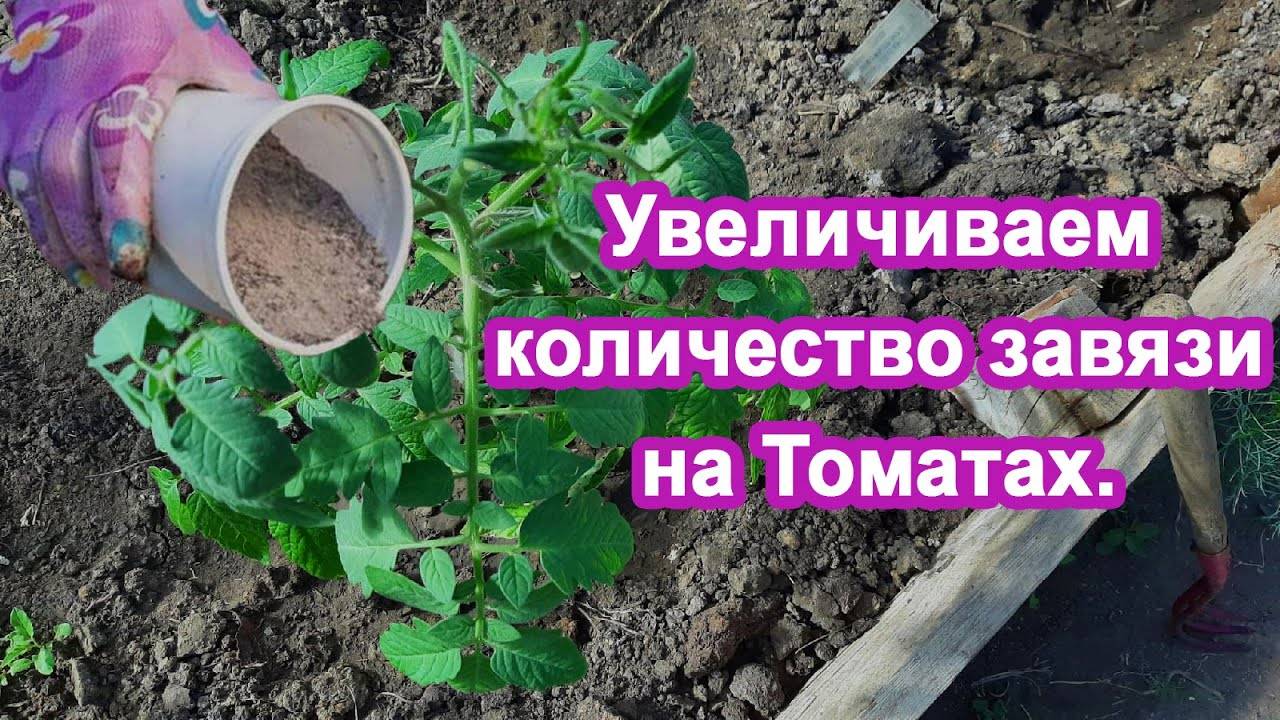 Томаты сразу начнут завязь. Хитрая Подкормка Опытный дачник дал совет как увеличить урожай помидор.