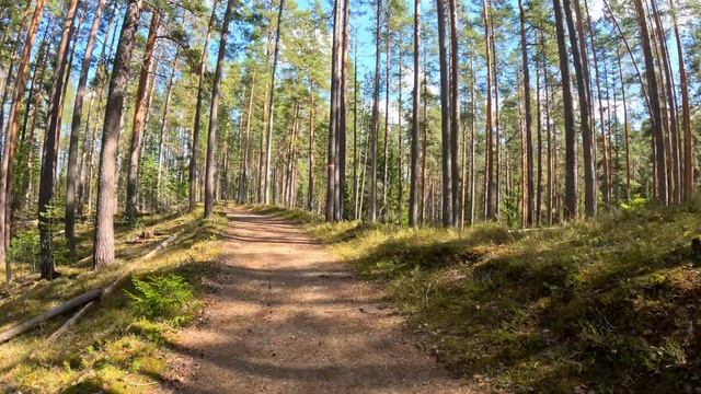 Утро в весеннем лесу. Прогулка по лесной дороге к стар?