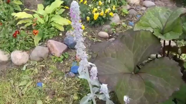 Райский__Садик_На__Сотках61.mp4