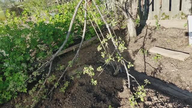 Мой сад. Мои проблемы. Всё повторяется как 5 лет назад. Добрые соседи в кавычках. 25.05.25