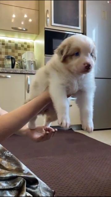 Девочка аусси Чудо 1 месяц