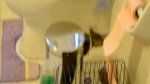 Уникальная диета! Прикольная морская свинка Unique diet Funny guinea pig