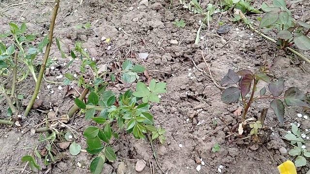 Чем подкормить розы весной после обрезки