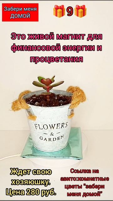 🎁9 🎁ДЕНЕЖНОЕ ДЕРЕВО