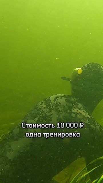 Обучение подводной охоте на белого амура #shorts