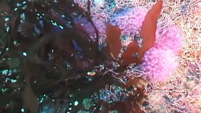 UNDEWATER. SEA OF JAPAN. THE SOUTHEN KURILE ISLANDS - ПОДВОДНЫЙ МИР ЯПОНСКОГО МОРЯ Южные Курилы