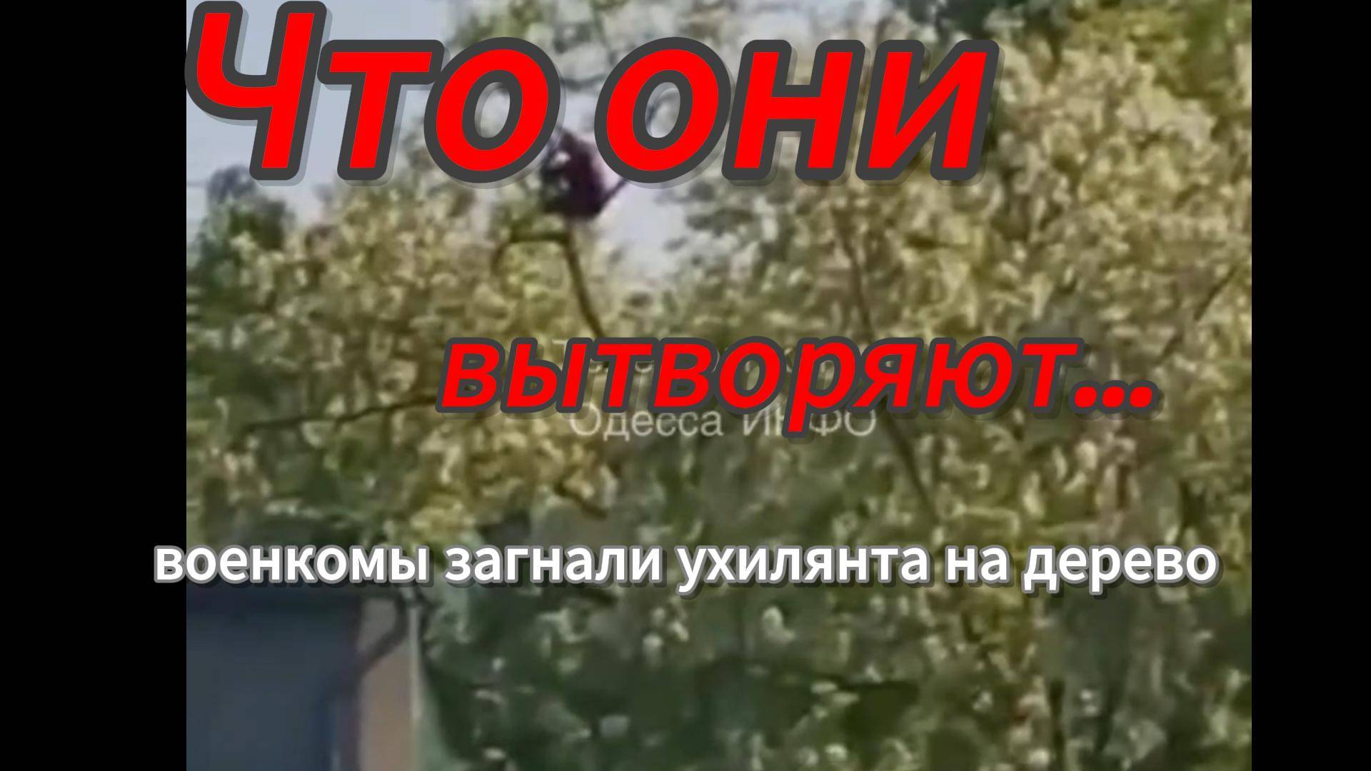ZOV СМОТРЕТЬ ВСЕМ!!! А тем временем в незалежной…В Одессе военкомы загнали ухилянта на дерево