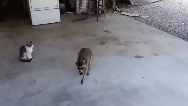 Приколы 2016 VINE