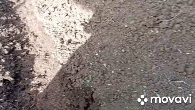 высадила томаты под навес в ОГ, посеяла огурцы сорт Нежинский, поливаю...