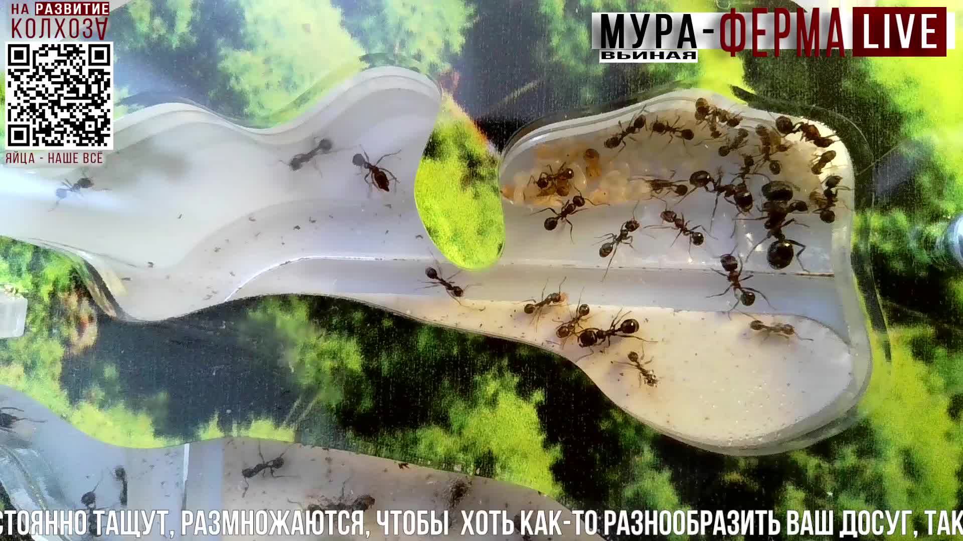МУРА-ферма LIVE.Бункер 52.Муравьиная ферма!Муравьи Жнецы.+радио "Мураши LIVE".