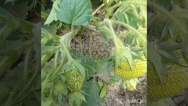 МОЯ КЛУБНИКА В КОНЦЕ МАЯ 🍓🍓🍓