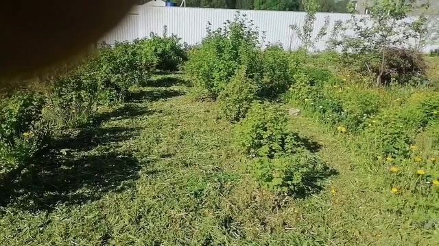 Посадили петунии и виолы в кашпо😉🦋🐝🐞