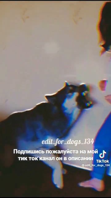 волкособ мой тик ток канал lu_9cifer