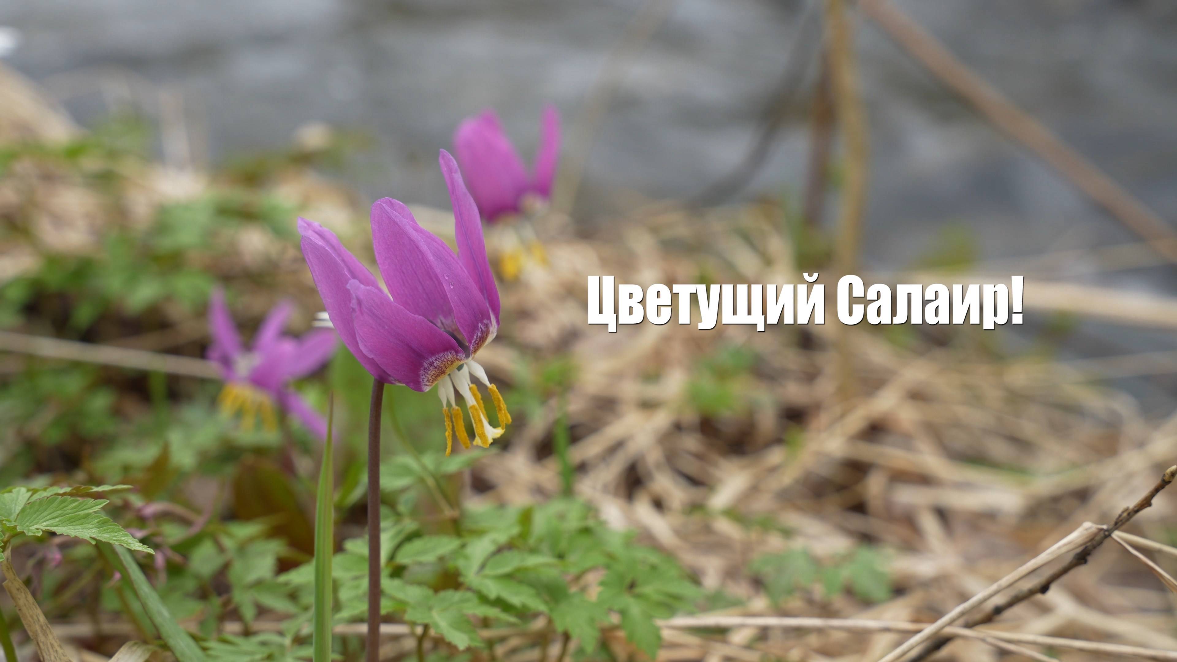 Цветущий Салаир!