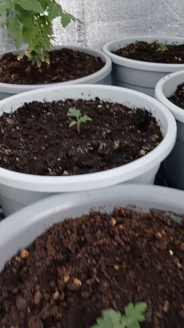 Помидоры 🍅