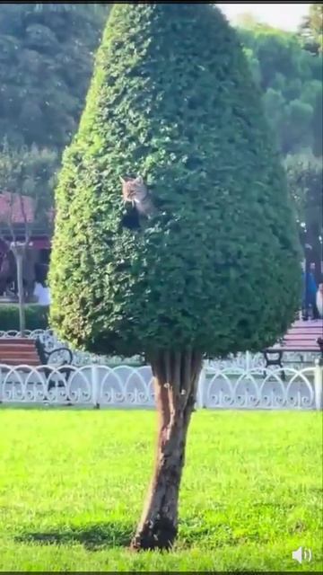 Какая-то странная белка.