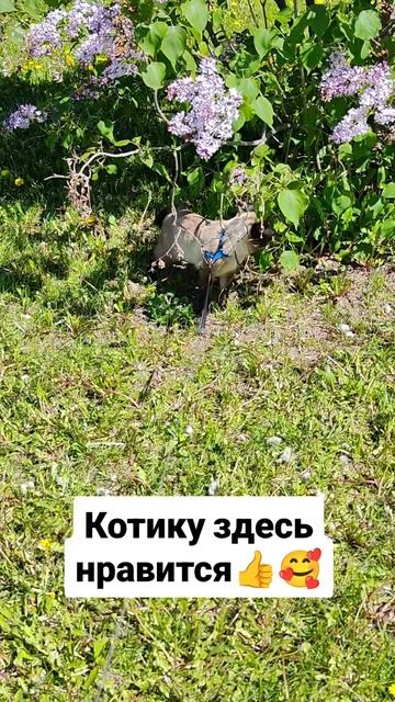 Котику здесь нравится 👍