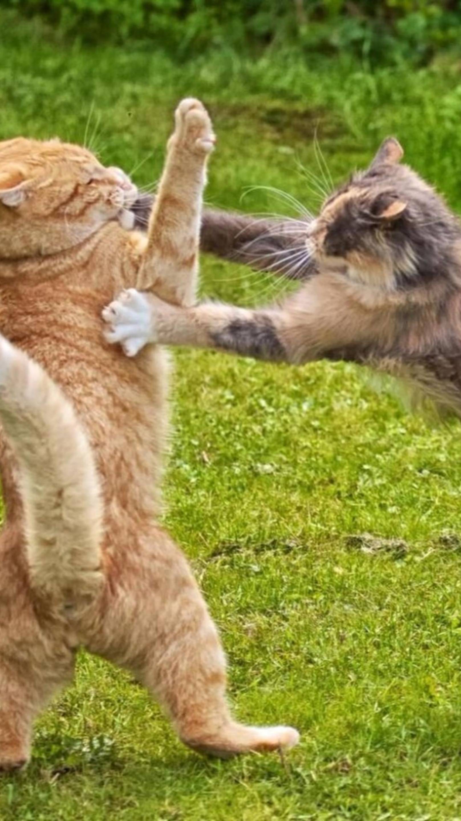 КОШАЧЬИ ДОГОНЯЛКИ 😲 СТОЙ МЕЛОЧЬ! 😹 С ОЗВУЧКОЙ 🔥 #cat #shorts #озвучка
