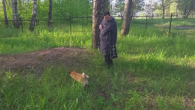 Первый Подберезовик в мае.