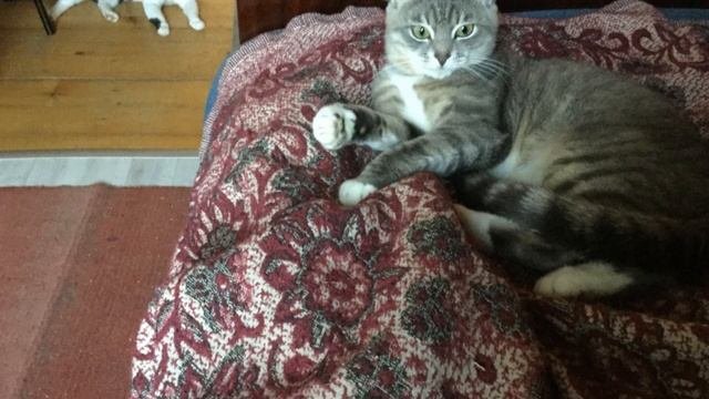 Планшет Котикины будни