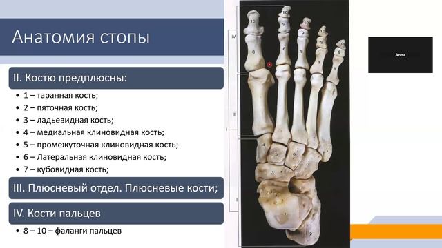 Стопа и голеностоп. Ч2