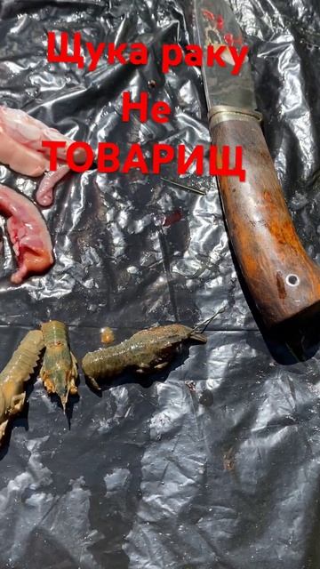 Щука с сюрпризом #жизньвкайф #рецепт #готовканаприроде #готовимподомашнему #рыбалка #рецепты #рек