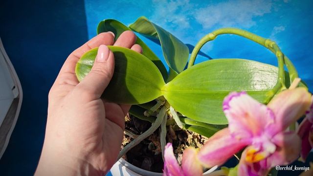 Phal. Liodoro бабочка в домашнем цветении 🌺 Яркий ароматный восковой фаленопсис из Голландии |Обзор