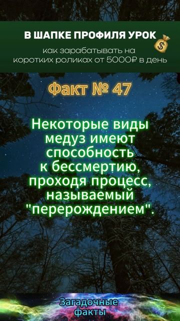 факт (4)