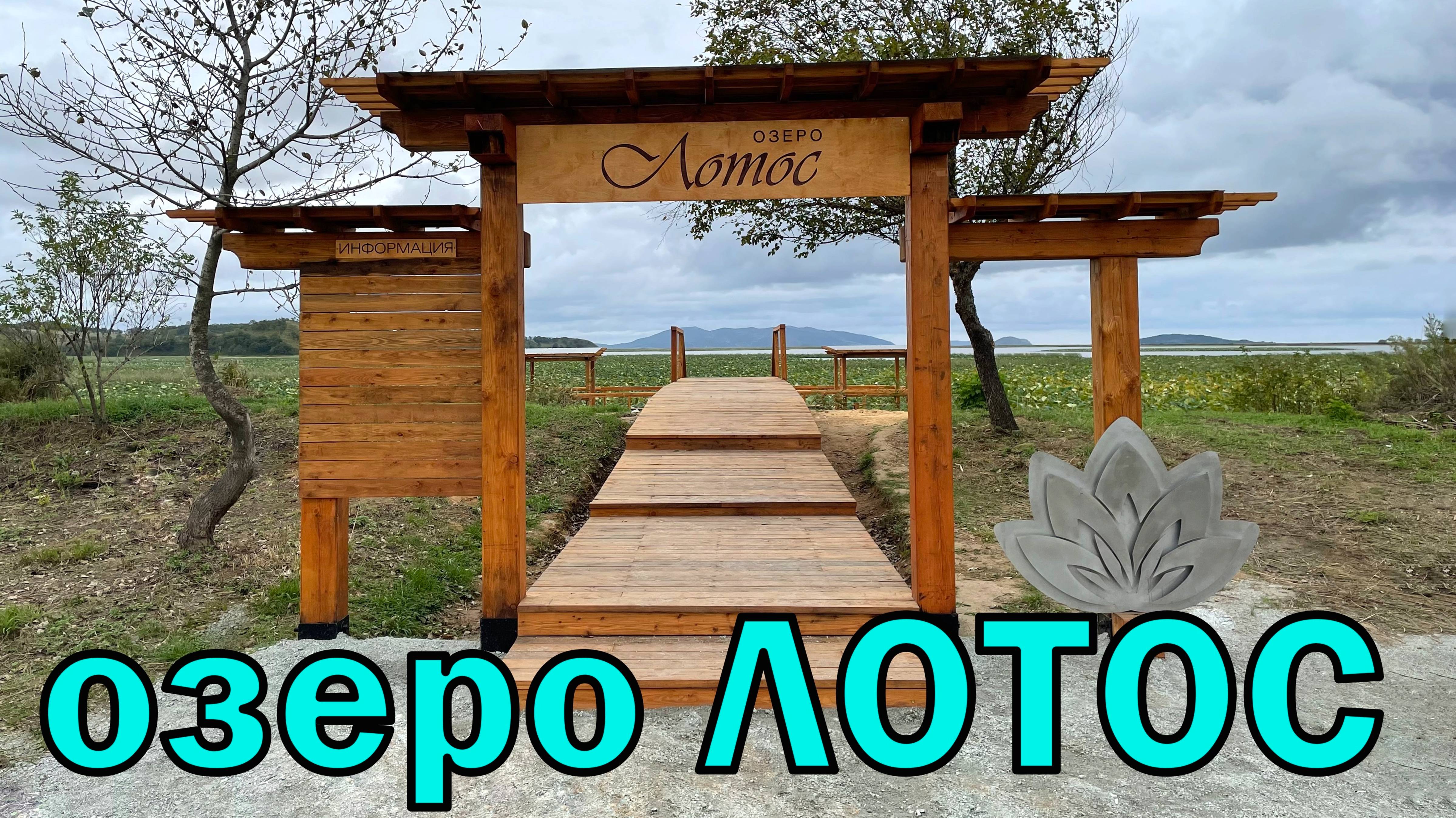 Озеро ЛОТОС. Хасанский район Приморского края, цветущие лотосы, красивое туристическое место. Хасан