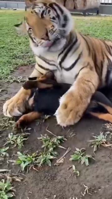 VID_20250526_222131_835.mp4