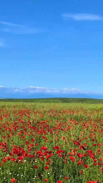 📌 Маки 🌺