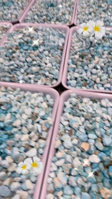 250523-12 The Original Turquoise Rough: Unveil Nature’s Blind Box with One Cut