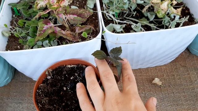 цветочно-помидорный балкон. пересадка