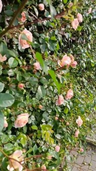 Доброе агойское!..