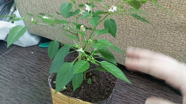 Обзор моих растений. Огород на балконе и подоконнике