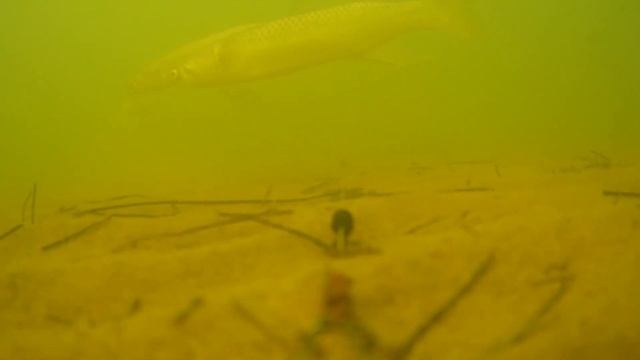 Первое испытание камеры Water Wolf Underwater Fishing Camera 2.0 1080P. Бер
