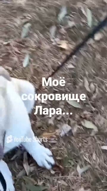 Боевая Лара
